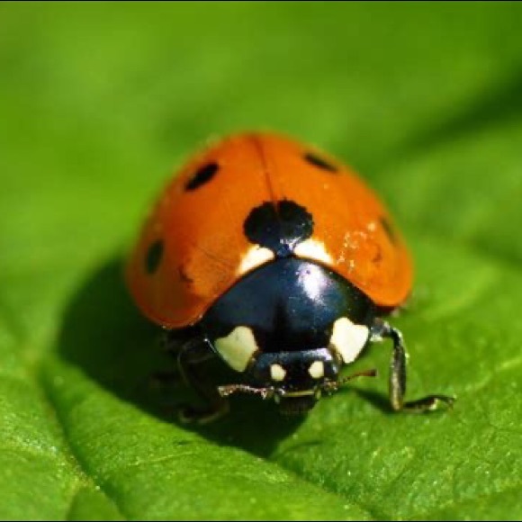 llladybug